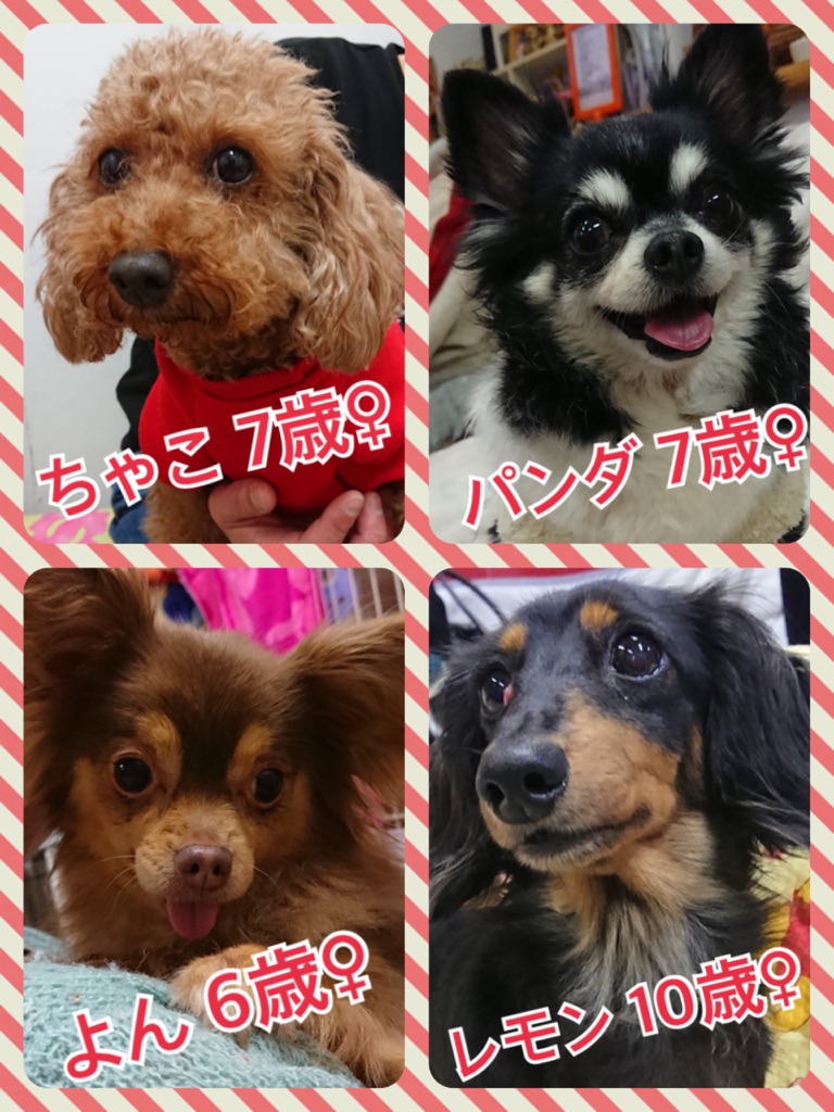 今日から３月です🌸大人の子や老犬・老猫たちにも目を向けてあげてください💓